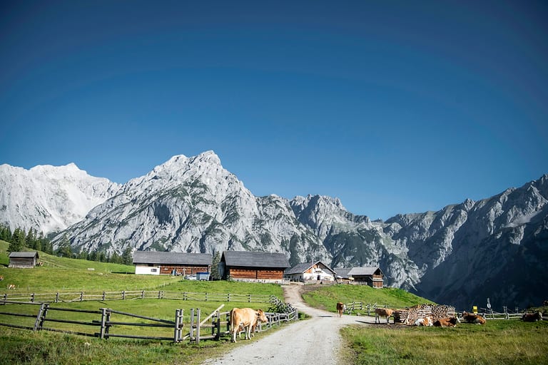 Almhof mit Holzstadeln und Kühen am Schotterweg vor hellen Kalkbergen im Sommer